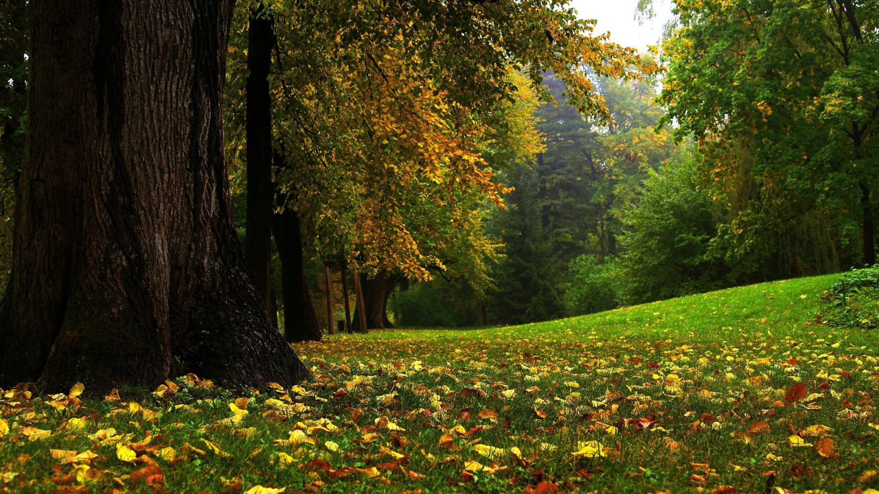 природа, листва, осень, парк, трава