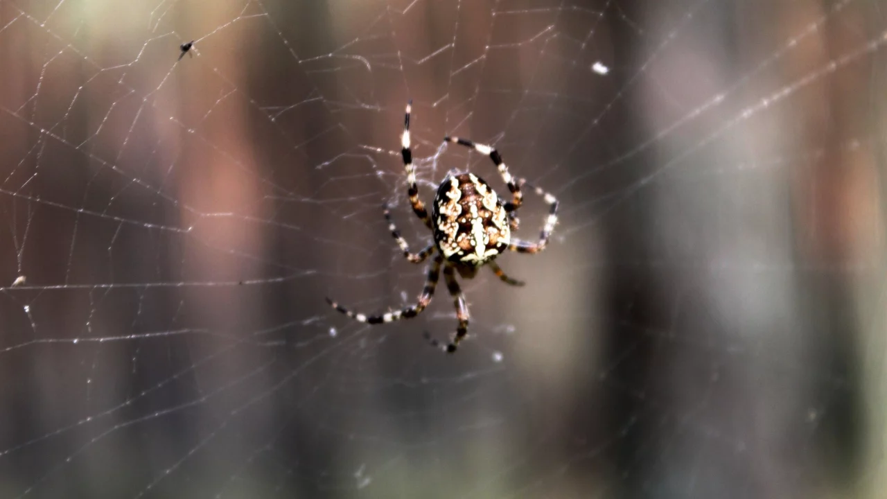 spider, паутина, паук