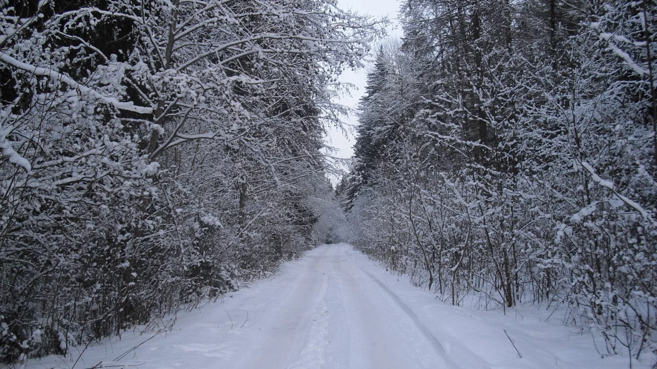 лес, зима, дорога
