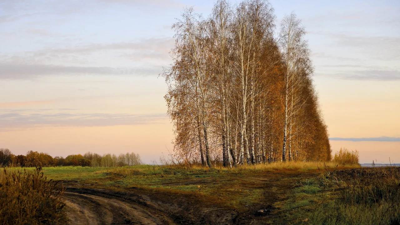 осень, поле, берёзы
