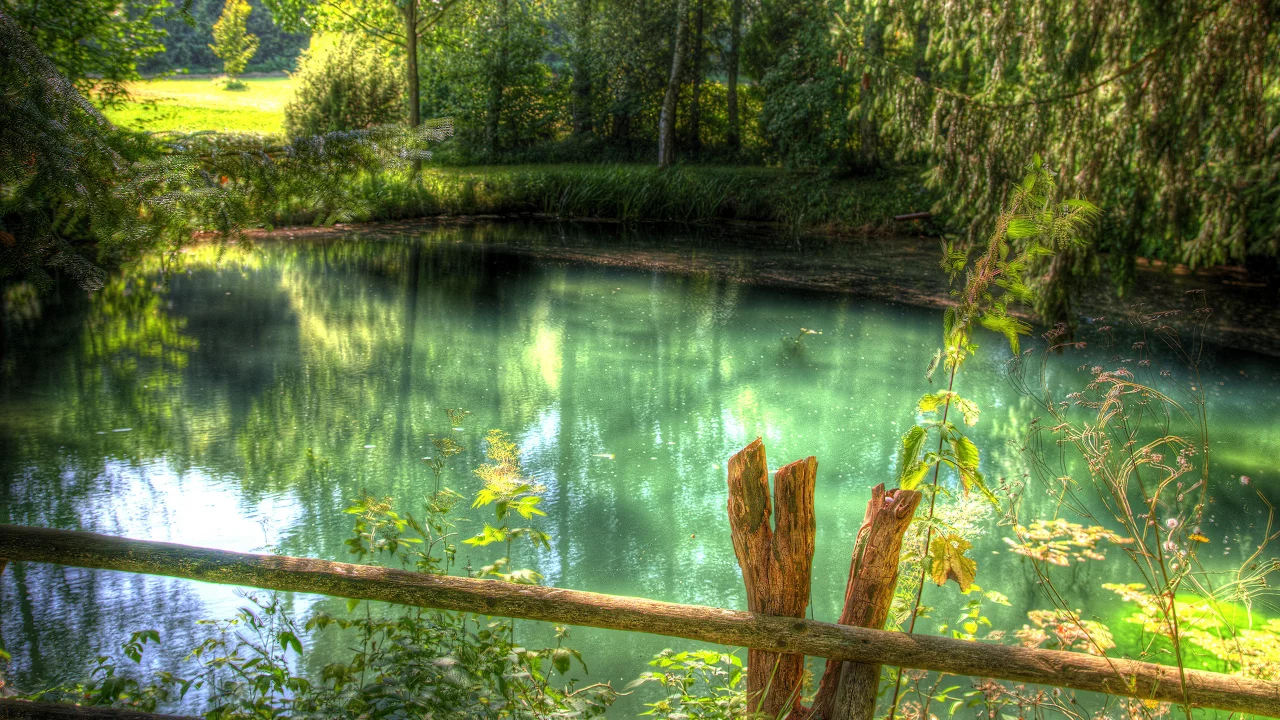 трава, зелень, лес, река