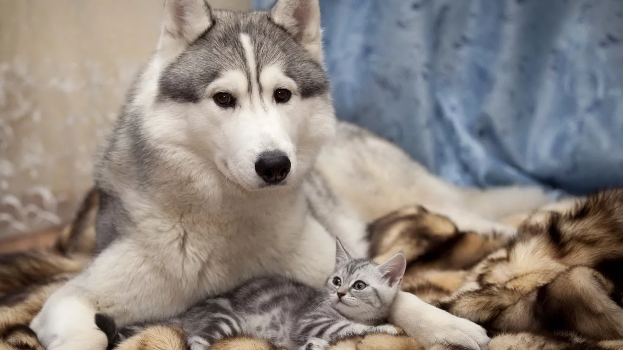 хаски, дружба, кошка, забота, собака