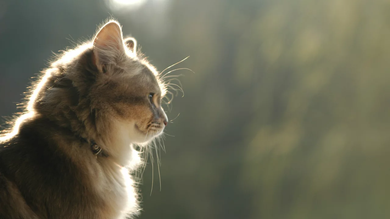 коричневый, профиль, кошка, улыбка, взгляд, кот