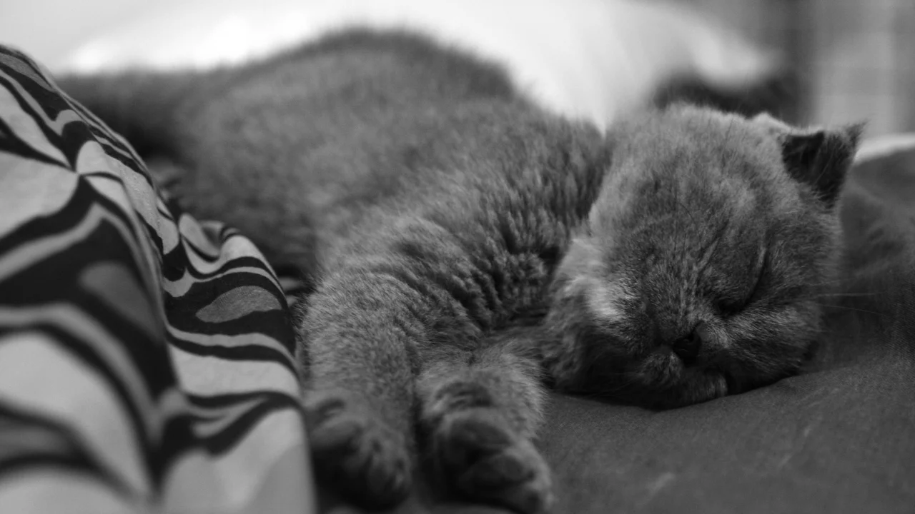 котенок, спит, нос