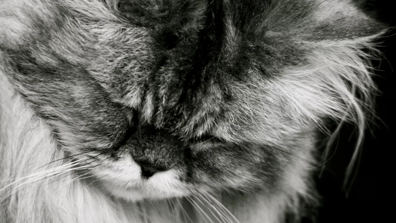 спит, кот, кошка