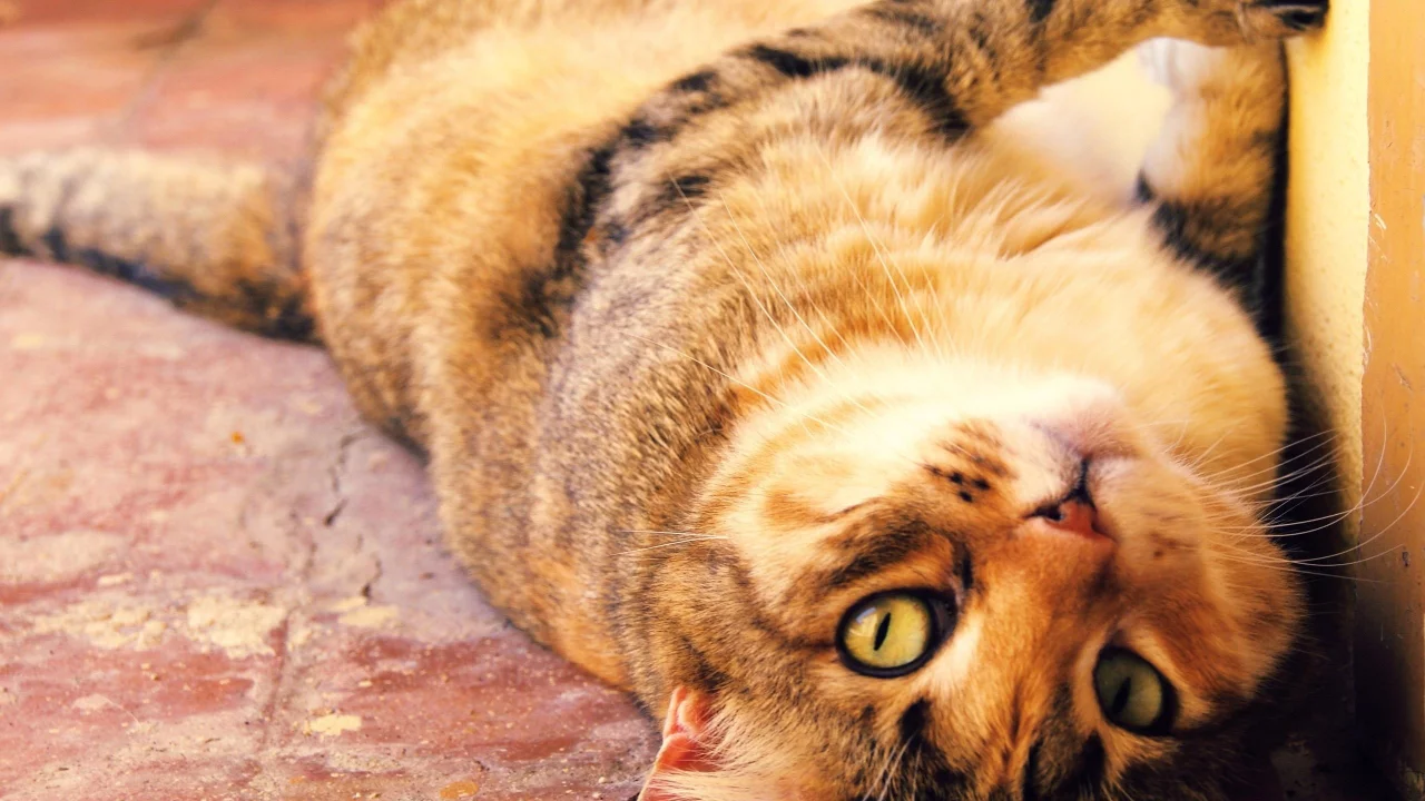 кошка, лежит, смотрит