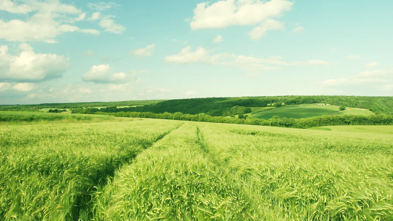 деревья, nature, 2560x1600, зелень, пейзаж, поле, небо, greenery, hill, trees, landscape, облака, природа, clouds, sky