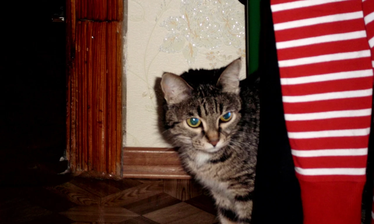 семья, Дом, кошка