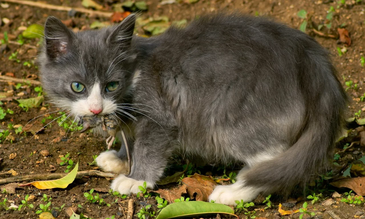 кошка, обед, мышка
