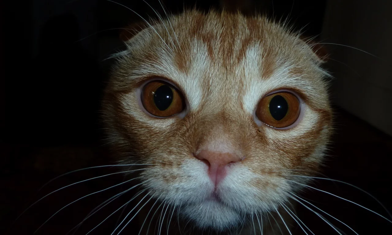 скотиш-фолд, мордочка, котенок