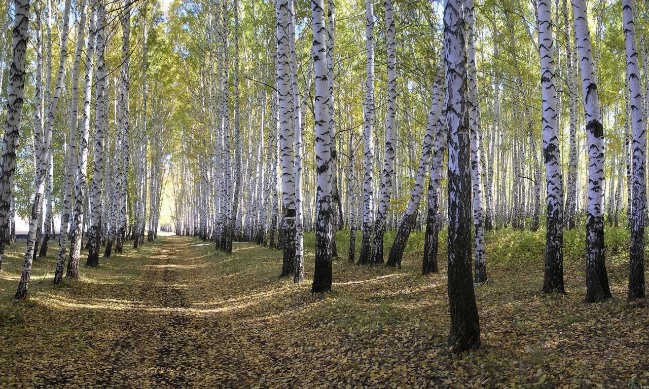 берёзы, лес, природа