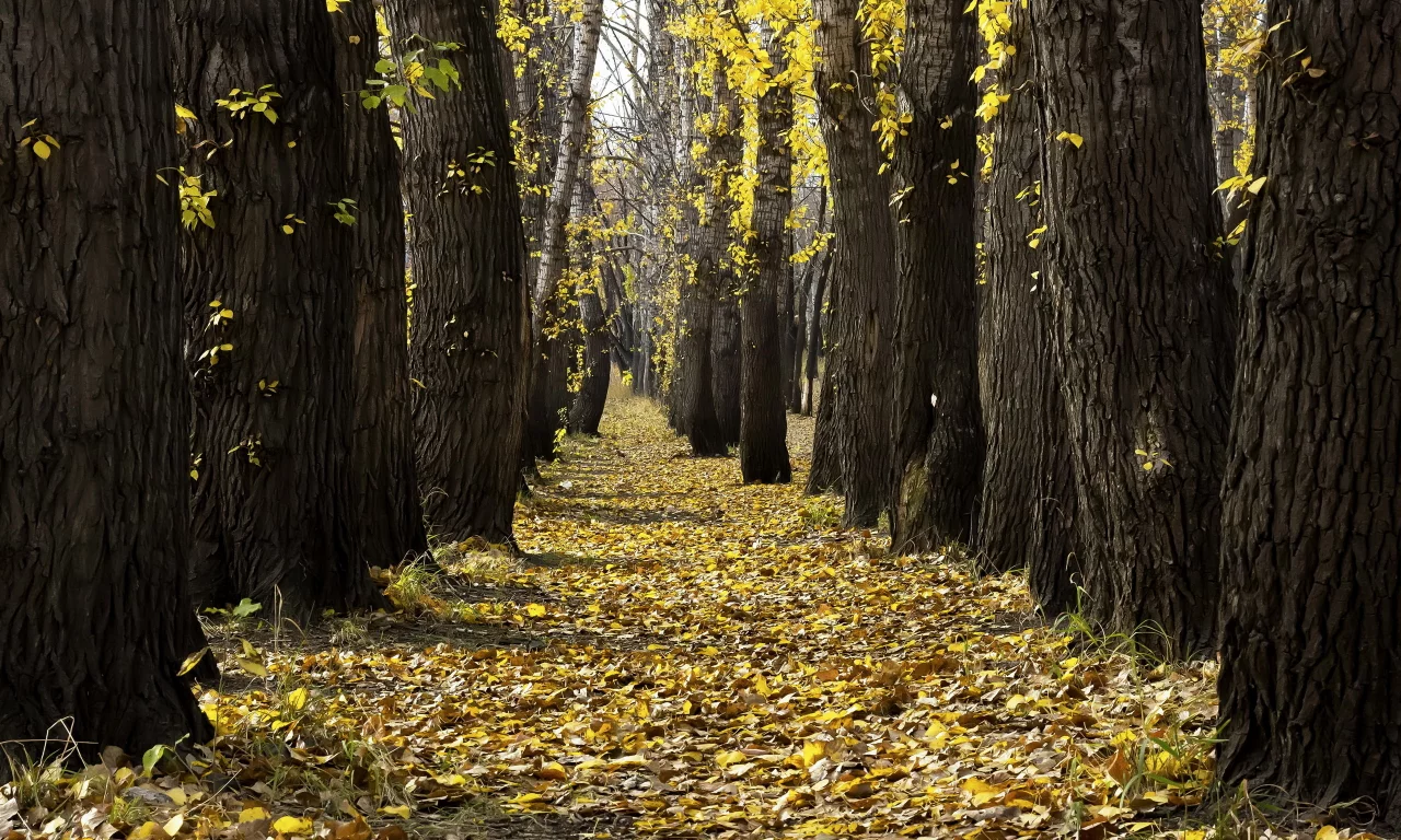 листья, деревья, осень, парк