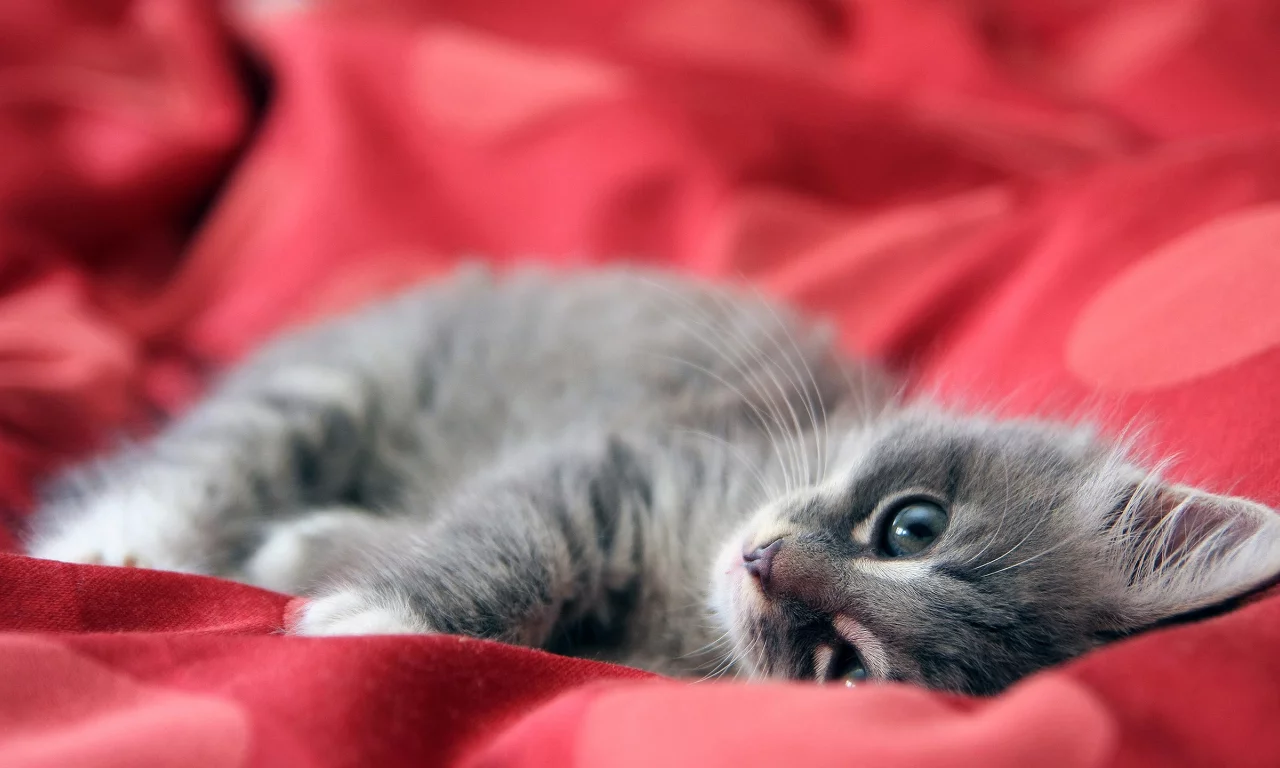кошка, нежность, игра
