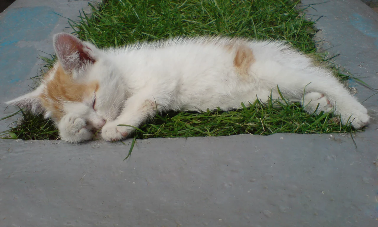 кот, котэ