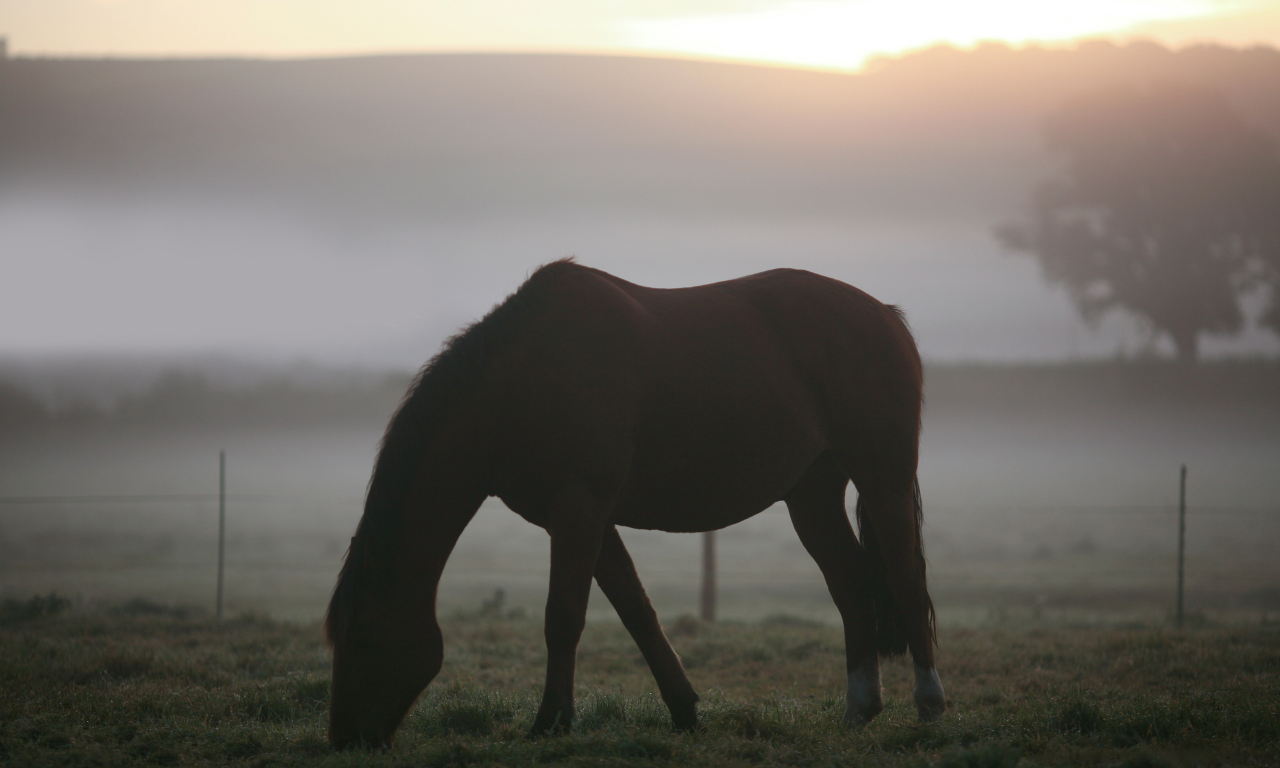 животные, кони, поле, трава, пейзажи, туман, лошади, утро, фото, пастбище