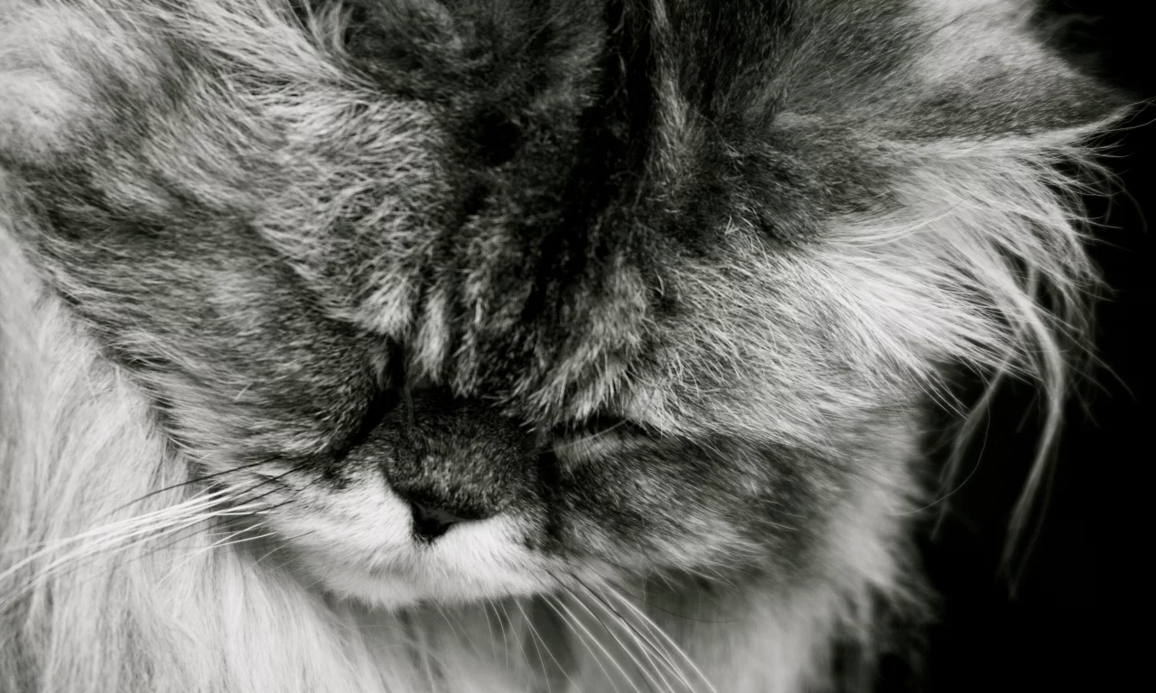 спит, кот, кошка