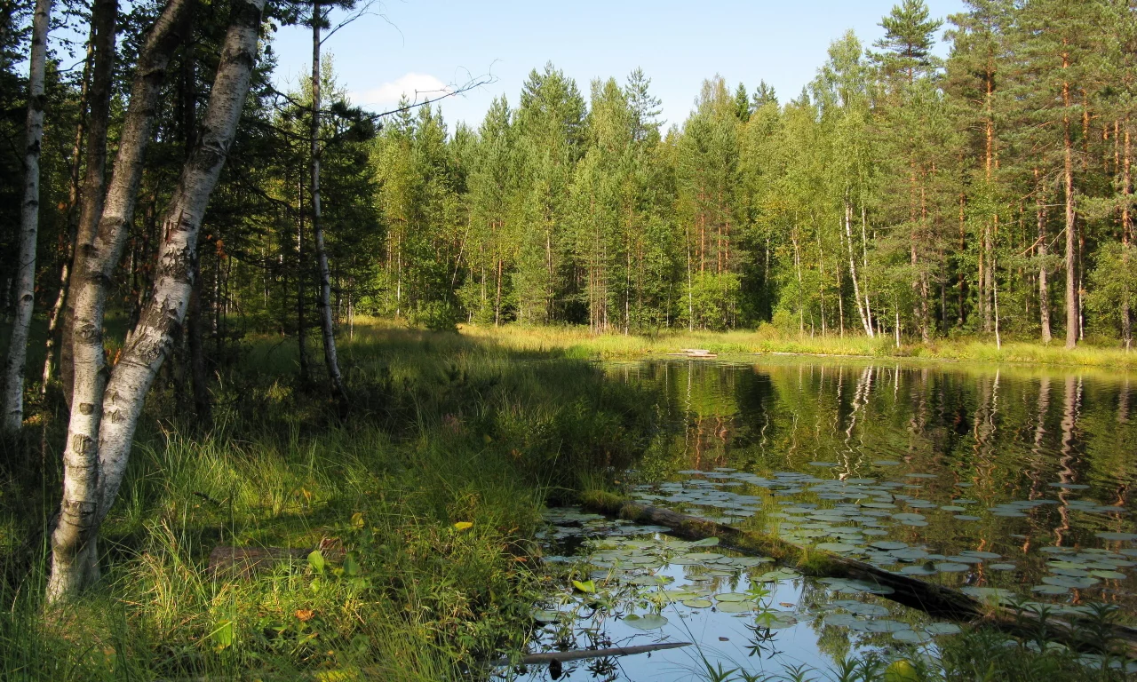 лето, пейзаж, лес, природа, озеро