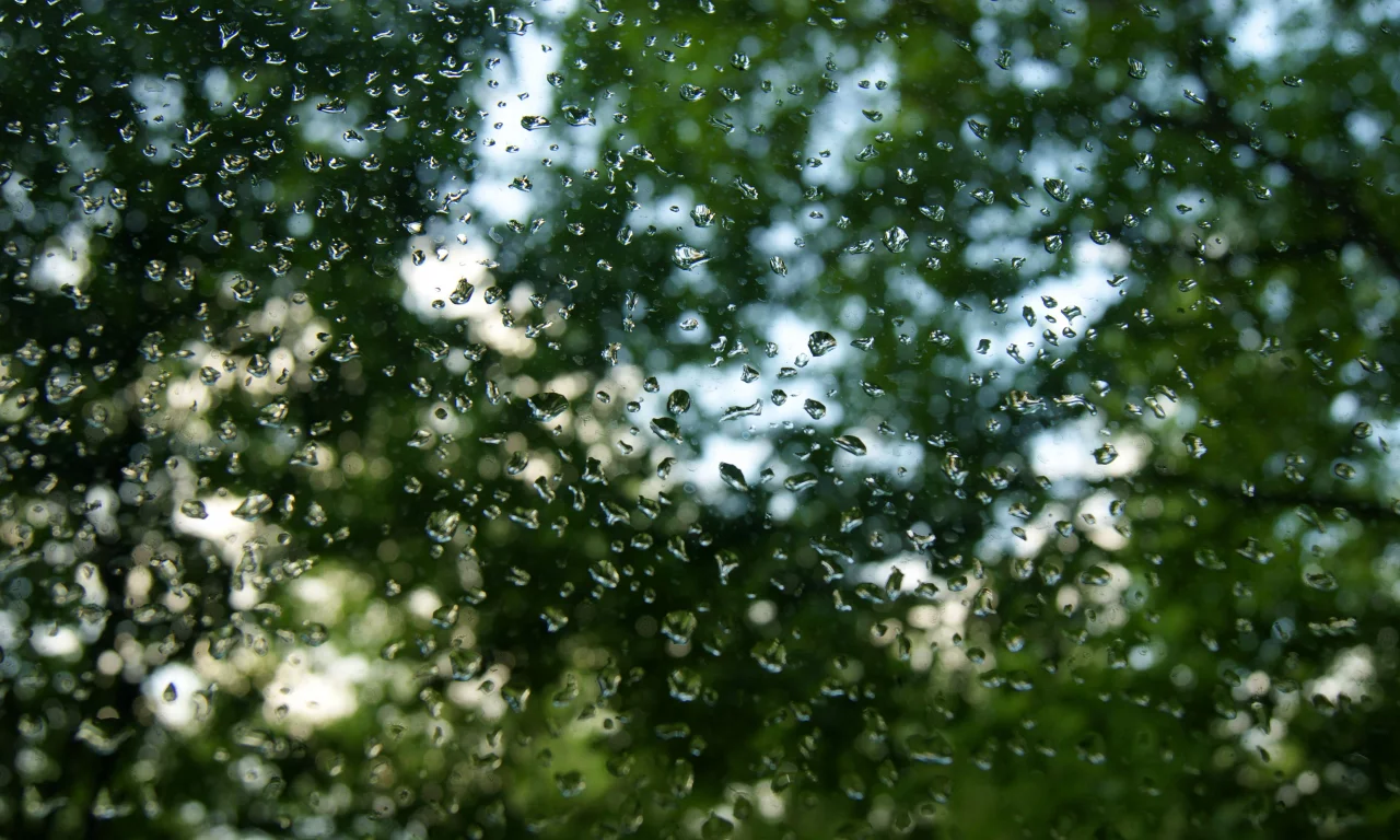 деревья, дождь, стекло, капли