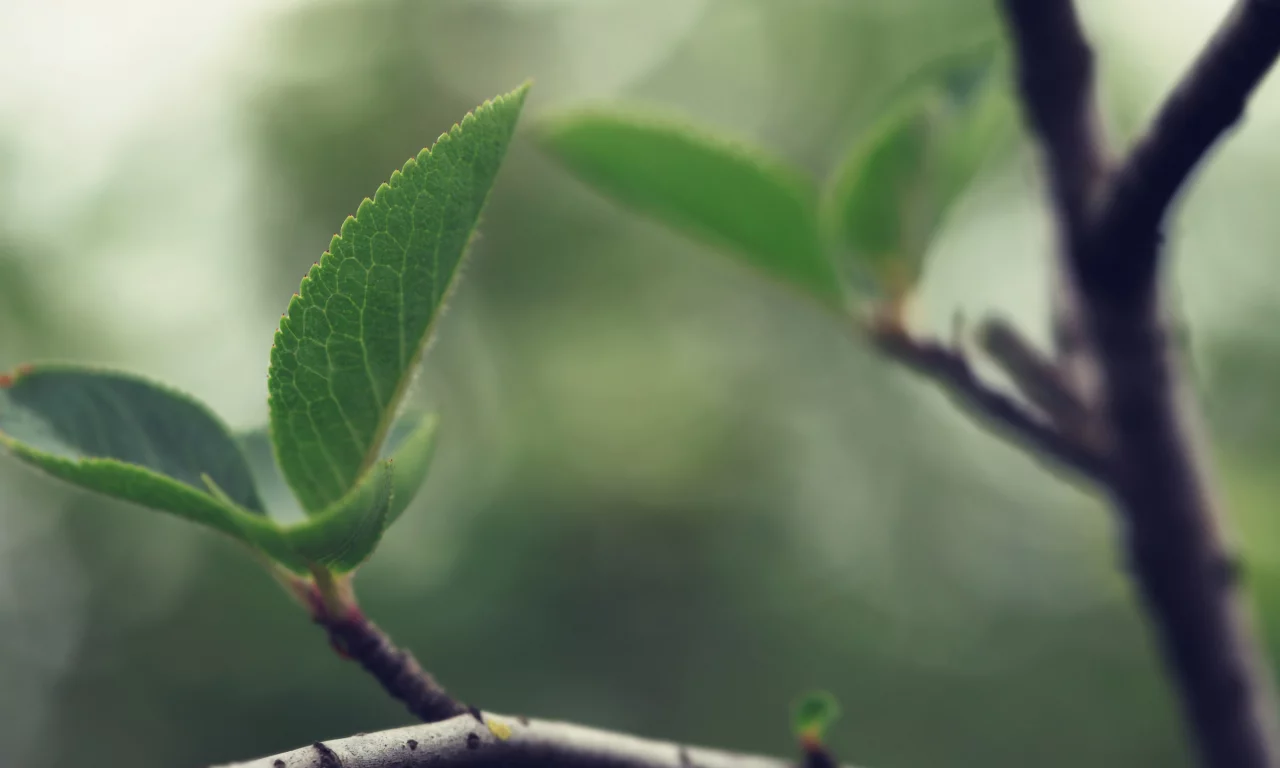 wood wallpapers, листки, древесина, дерево, листья, листва, листик, ветка, листок, ветки