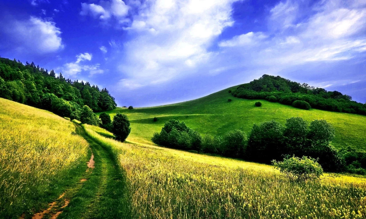 лес, дорога, поле