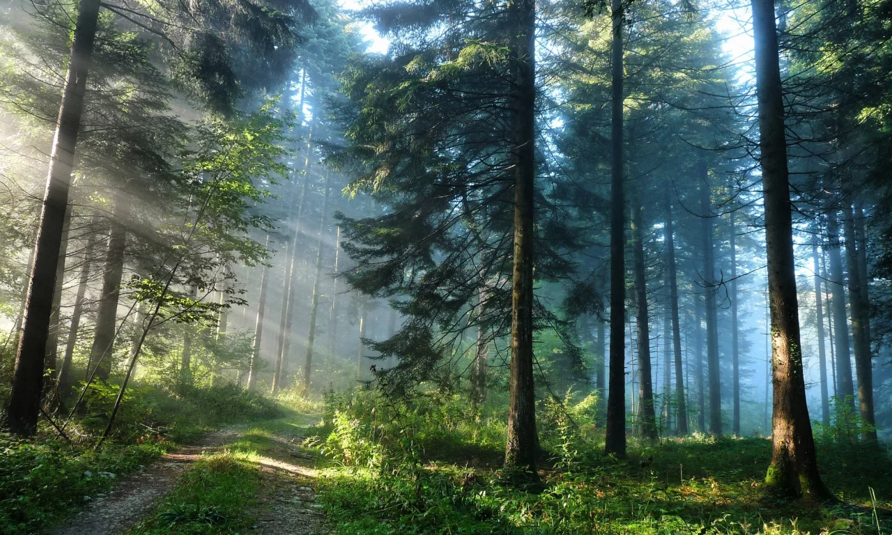 природа, зелень, деревья, лес
