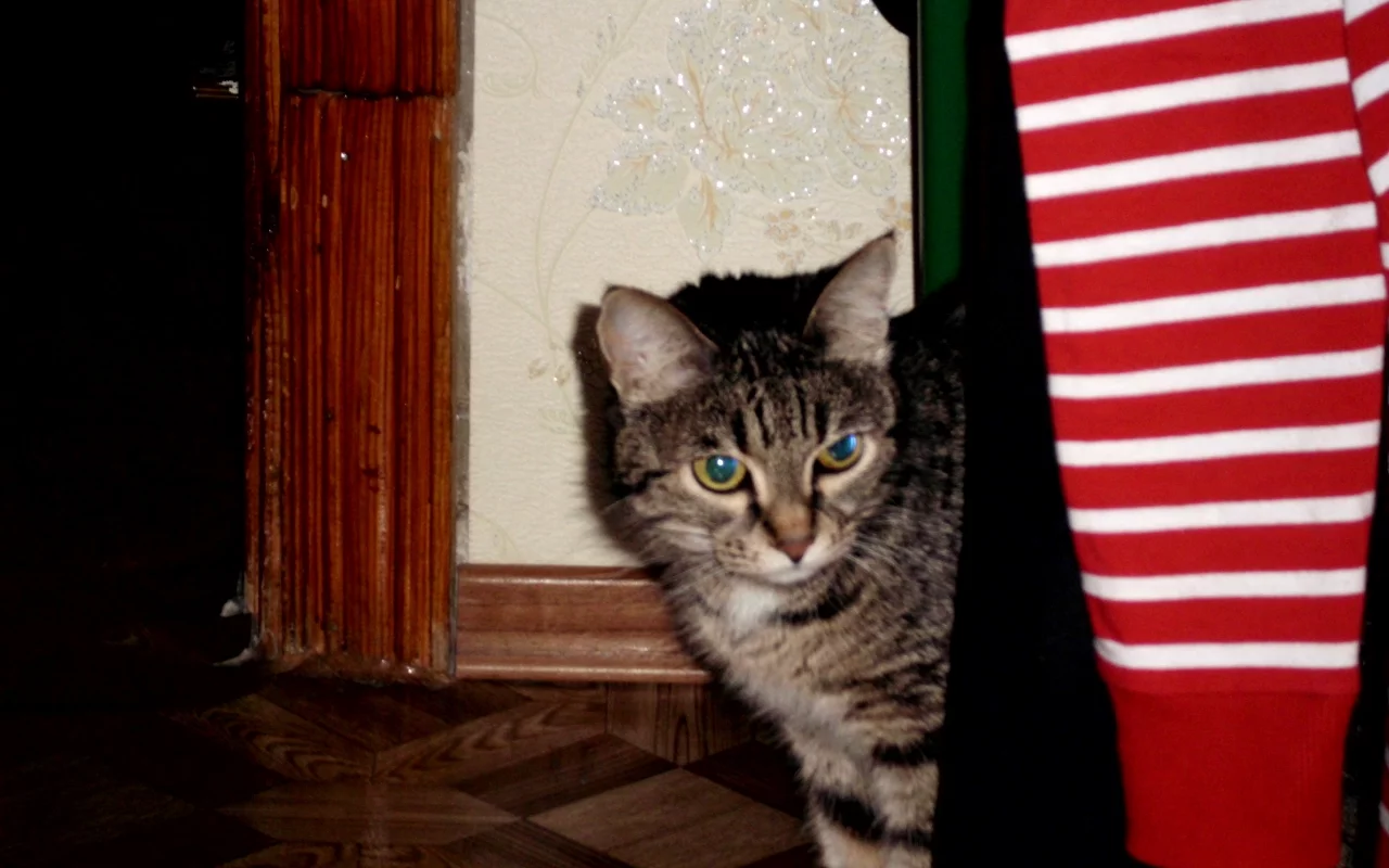 семья, Дом, кошка