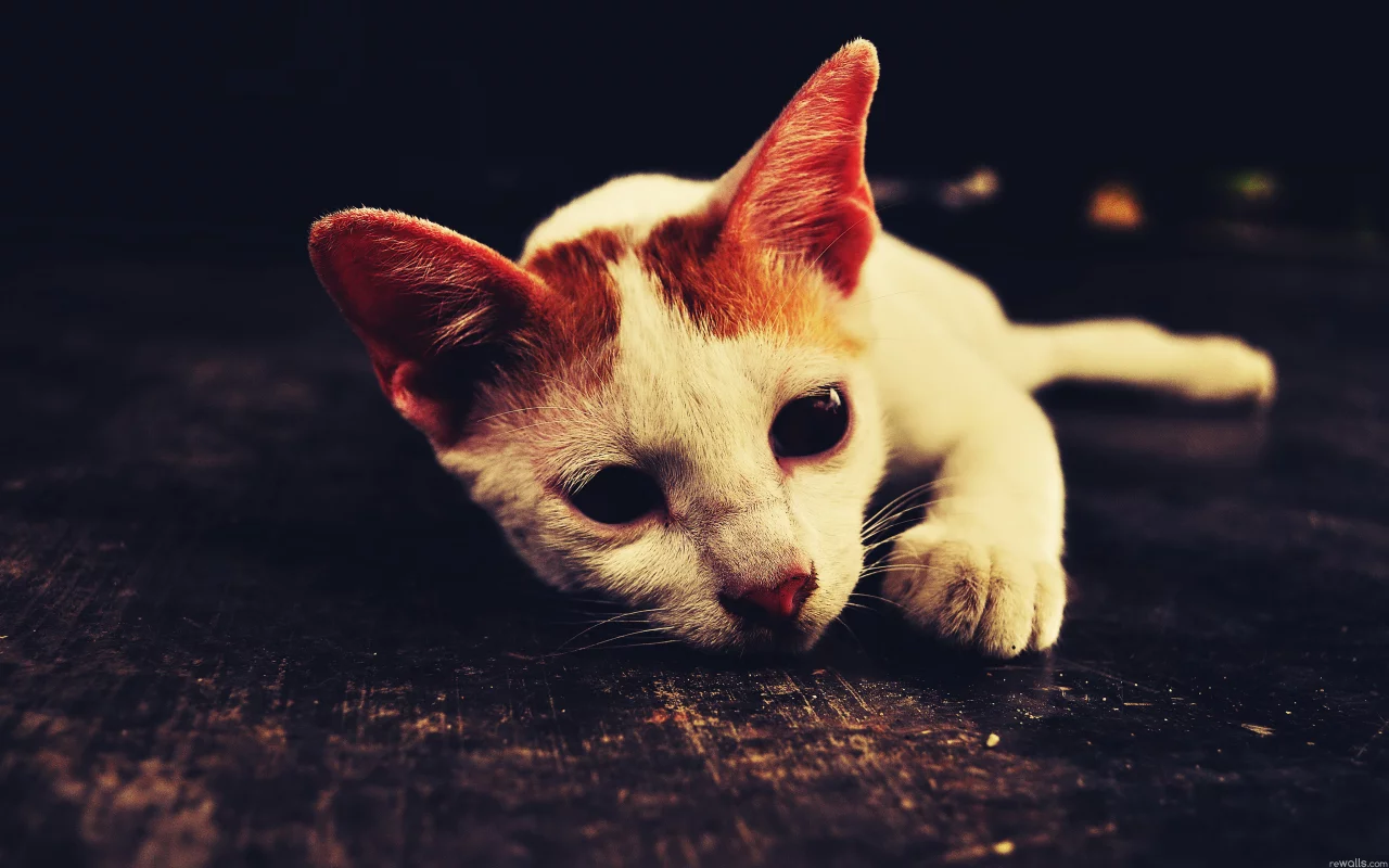 кошка, ушка, белый, лежит, кот