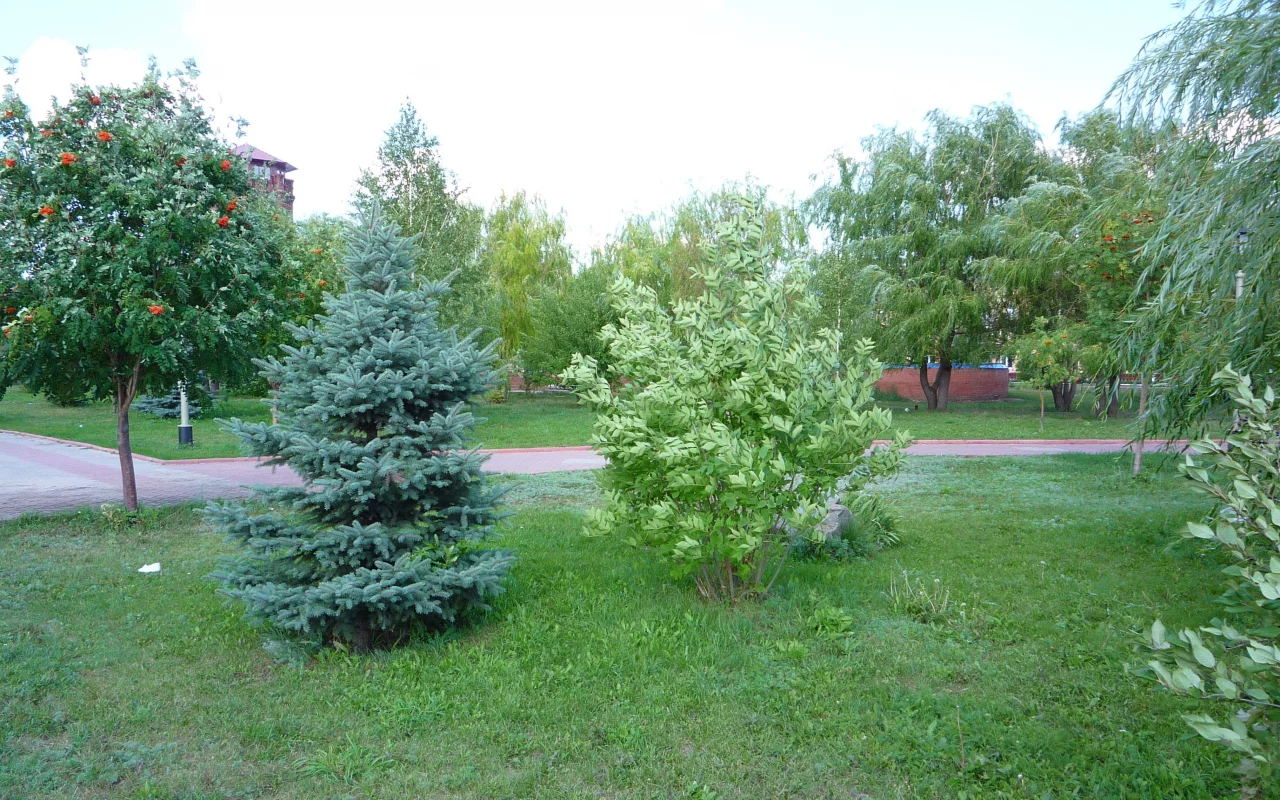 трава, елка, лето