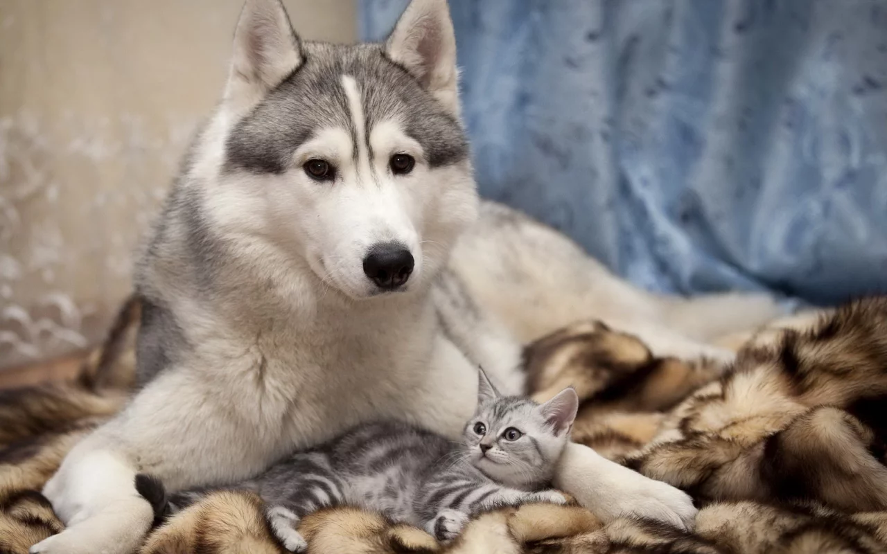 хаски, дружба, кошка, забота, собака