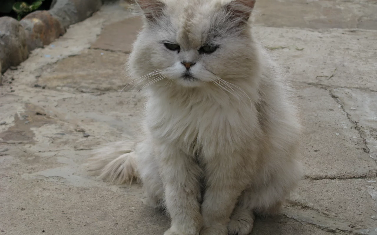 кот, кошка