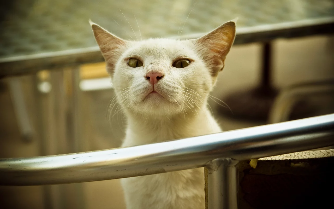 взгляд, перила, котяра