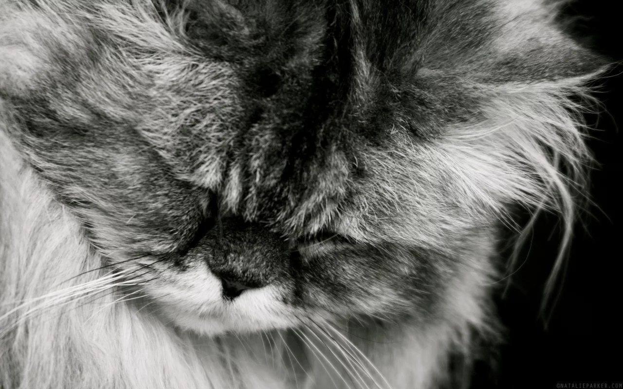 спит, кот, кошка