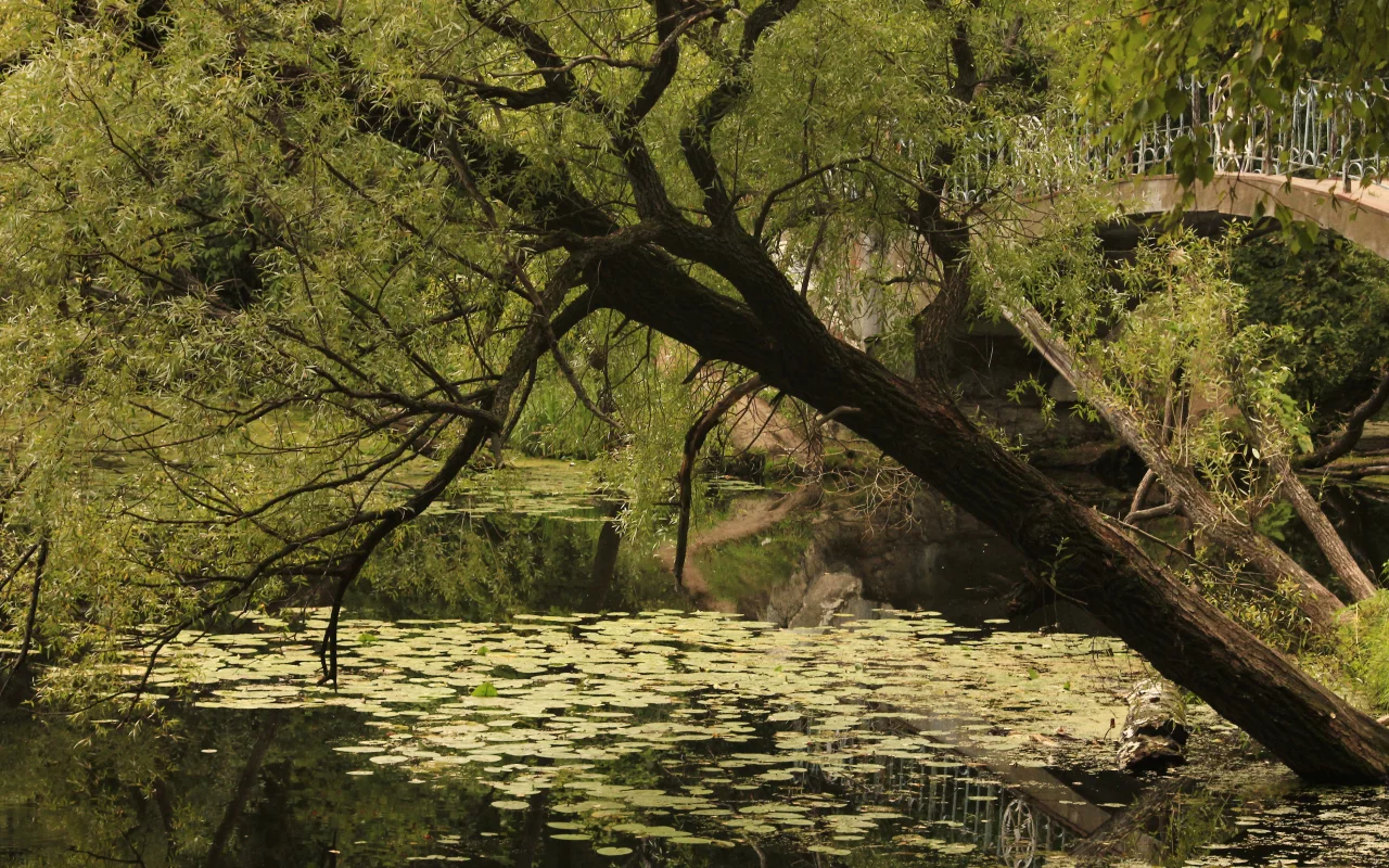 пруд, мост, вода, парк, дерево