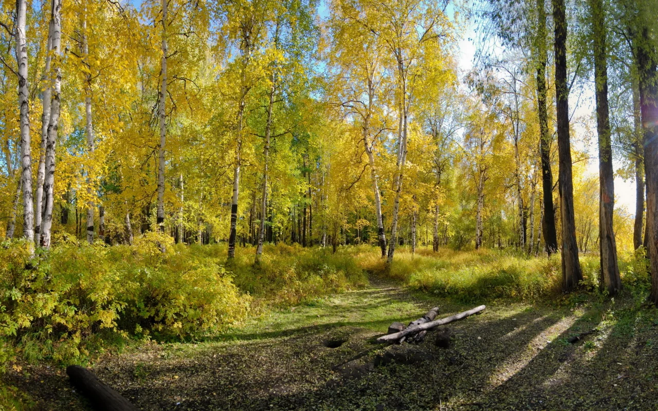 лето, природа, берёзы