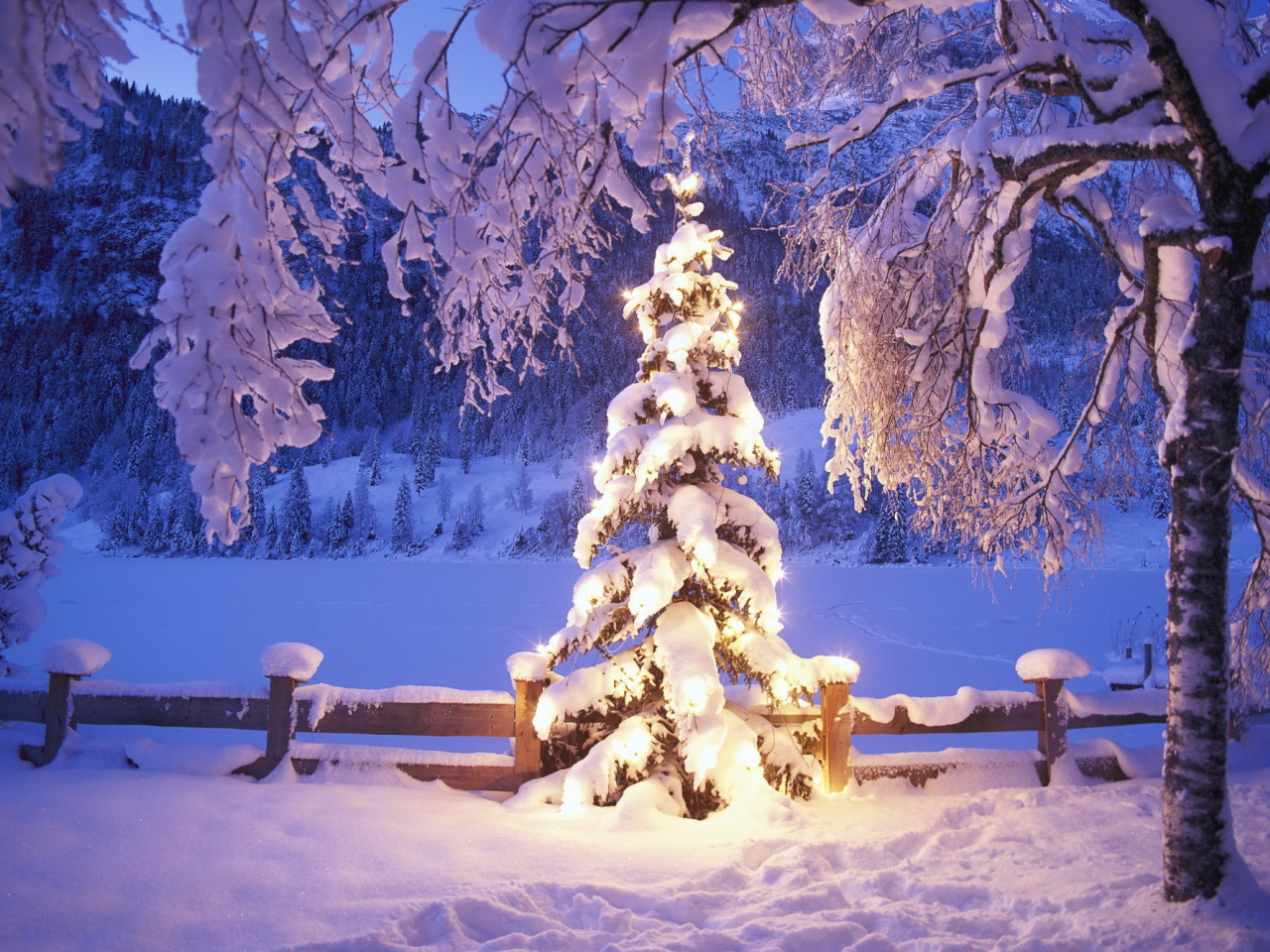 зима, огни, елка, снег