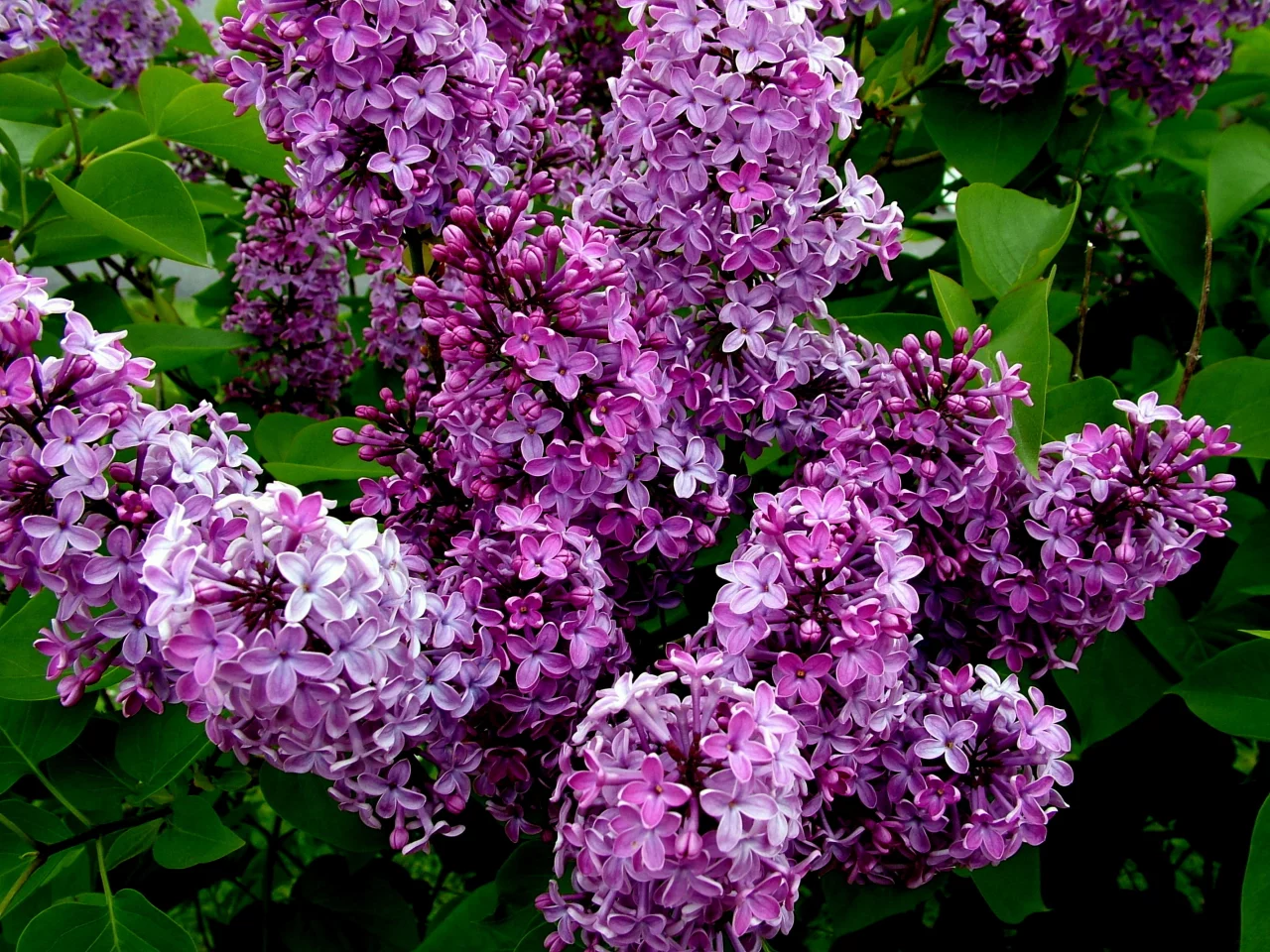 кусты, цветение, сирень