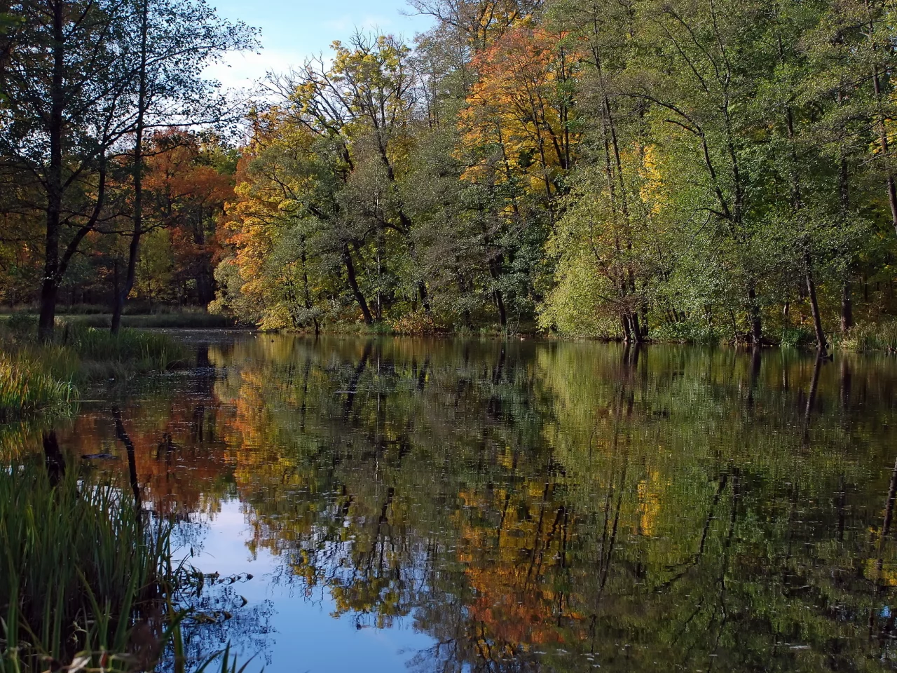 деревья, река, лес, природа