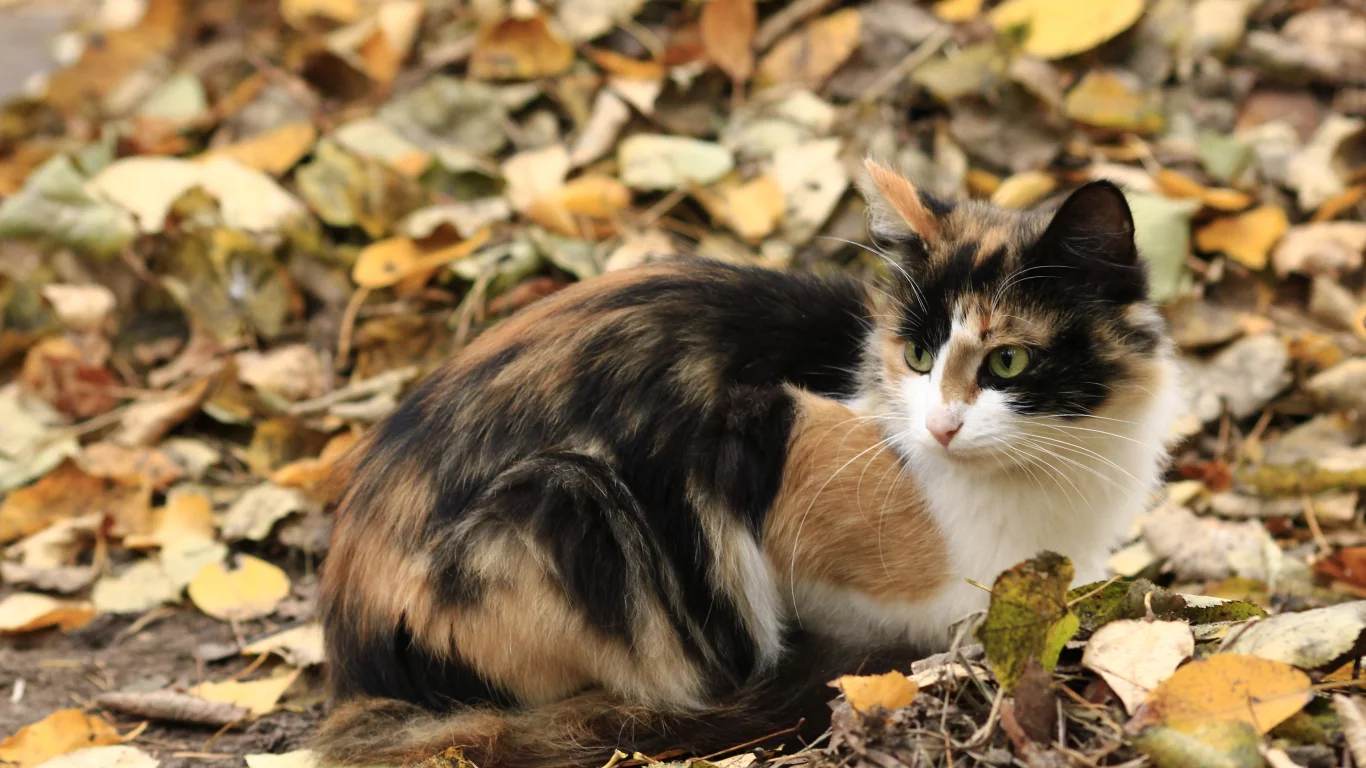 осень, кошка, листья, трехцветная