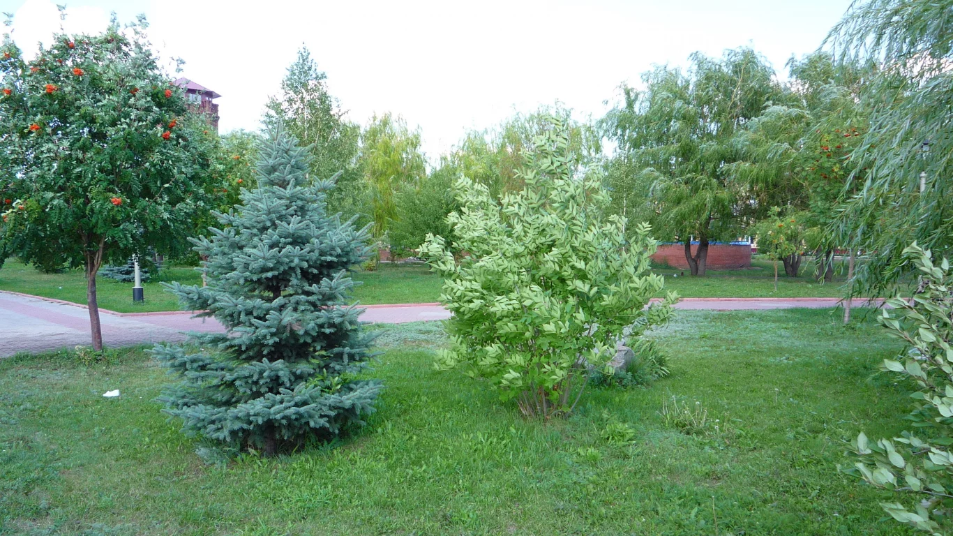 трава, елка, лето