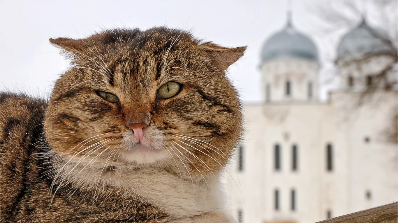кот, портрет, морда