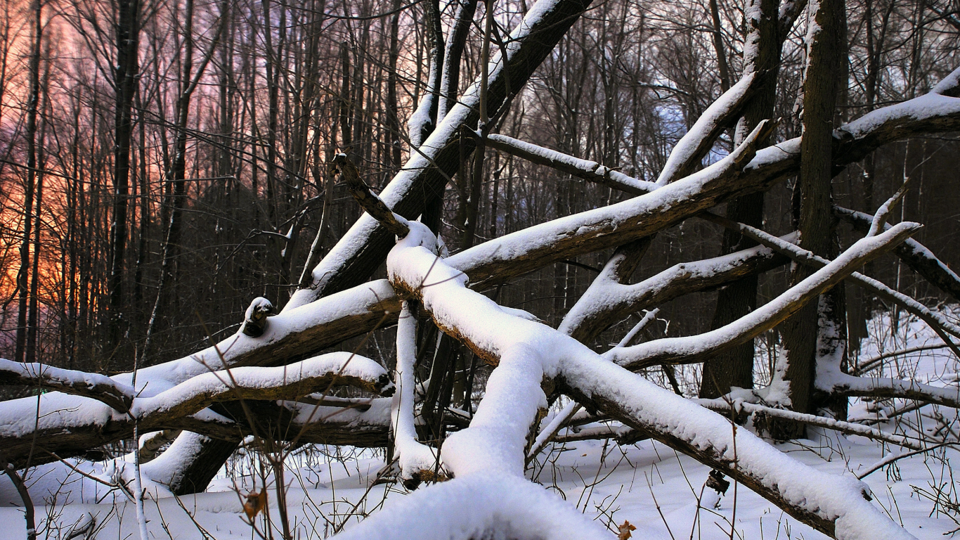 лес, дерево, снег