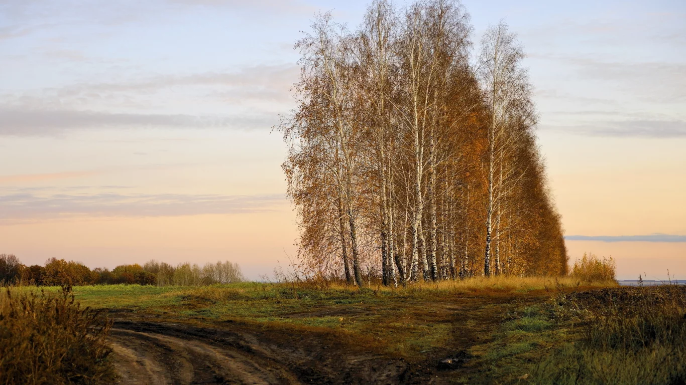 осень, поле, берёзы