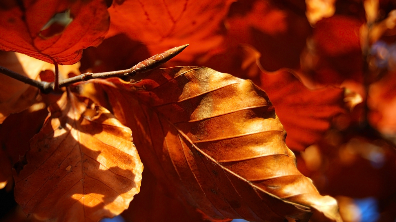 природа, листья, осенние обои, осень, макро