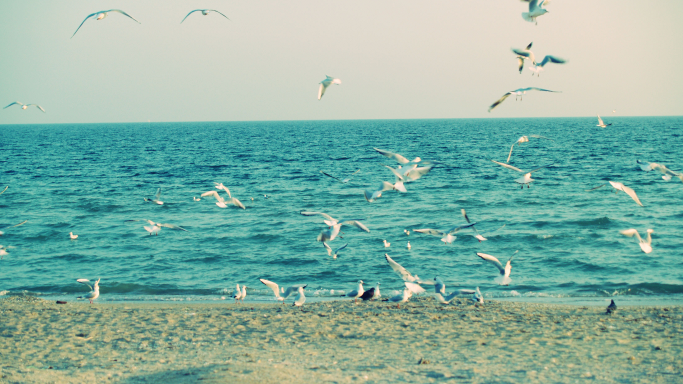 чайки, песок, птицы, крылья небо, Море