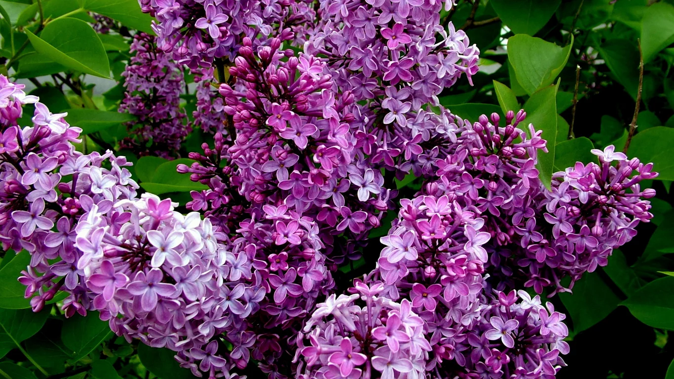 кусты, цветение, сирень
