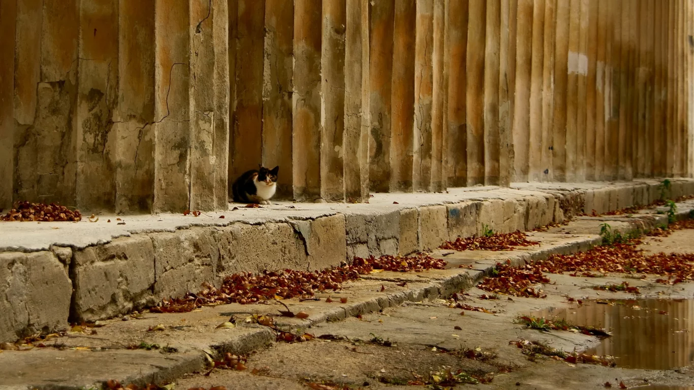 осень, листья, кошка
