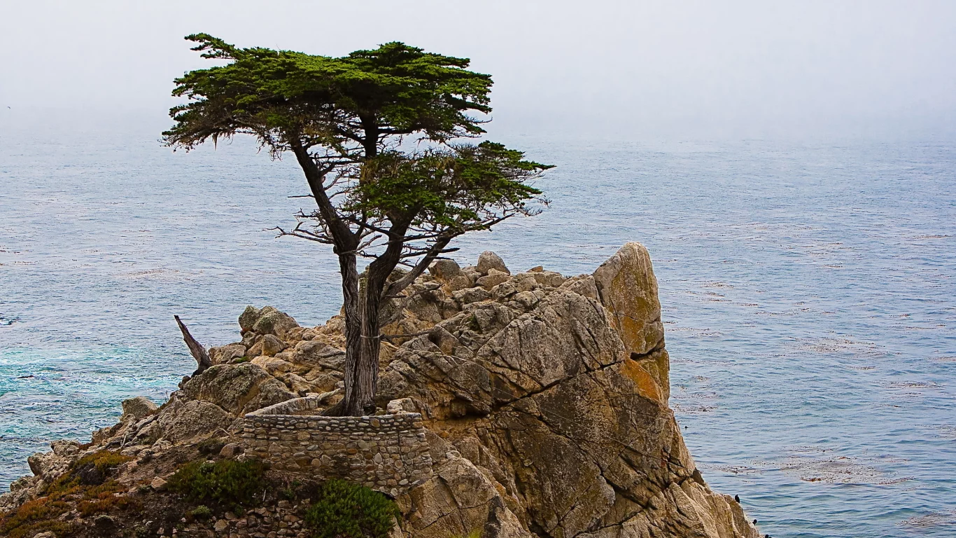 дерево, скалы, море, природа
