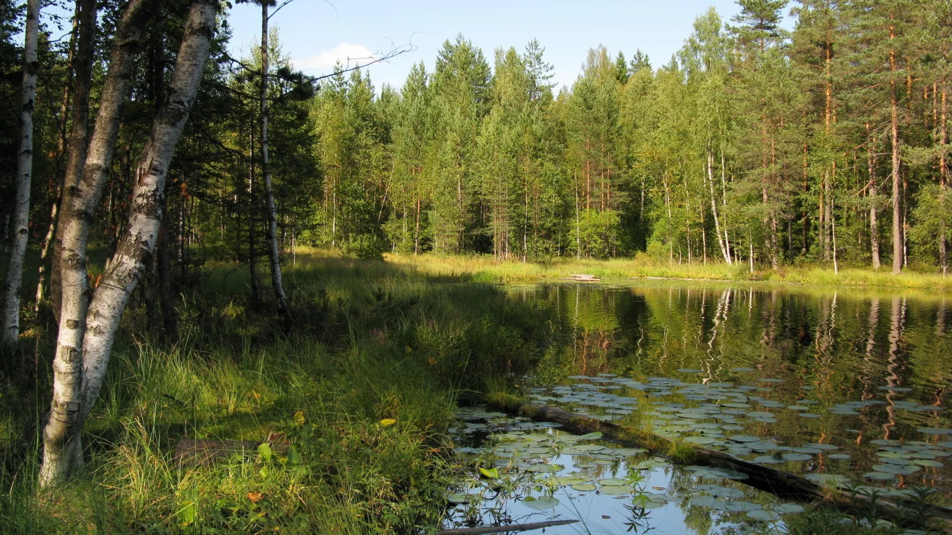 лето, пейзаж, лес, природа, озеро