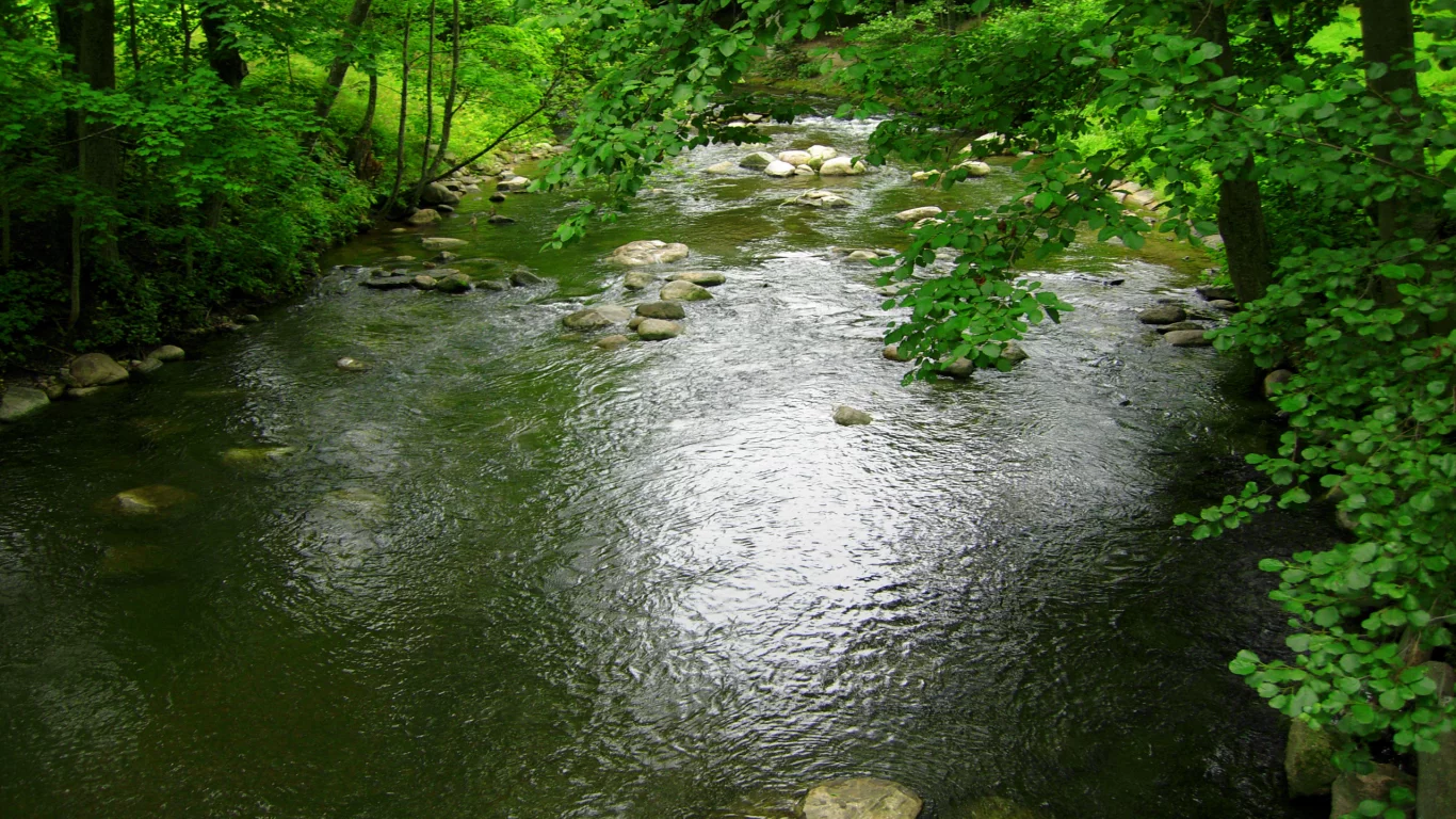 камни, деревья, река, зелень, лес