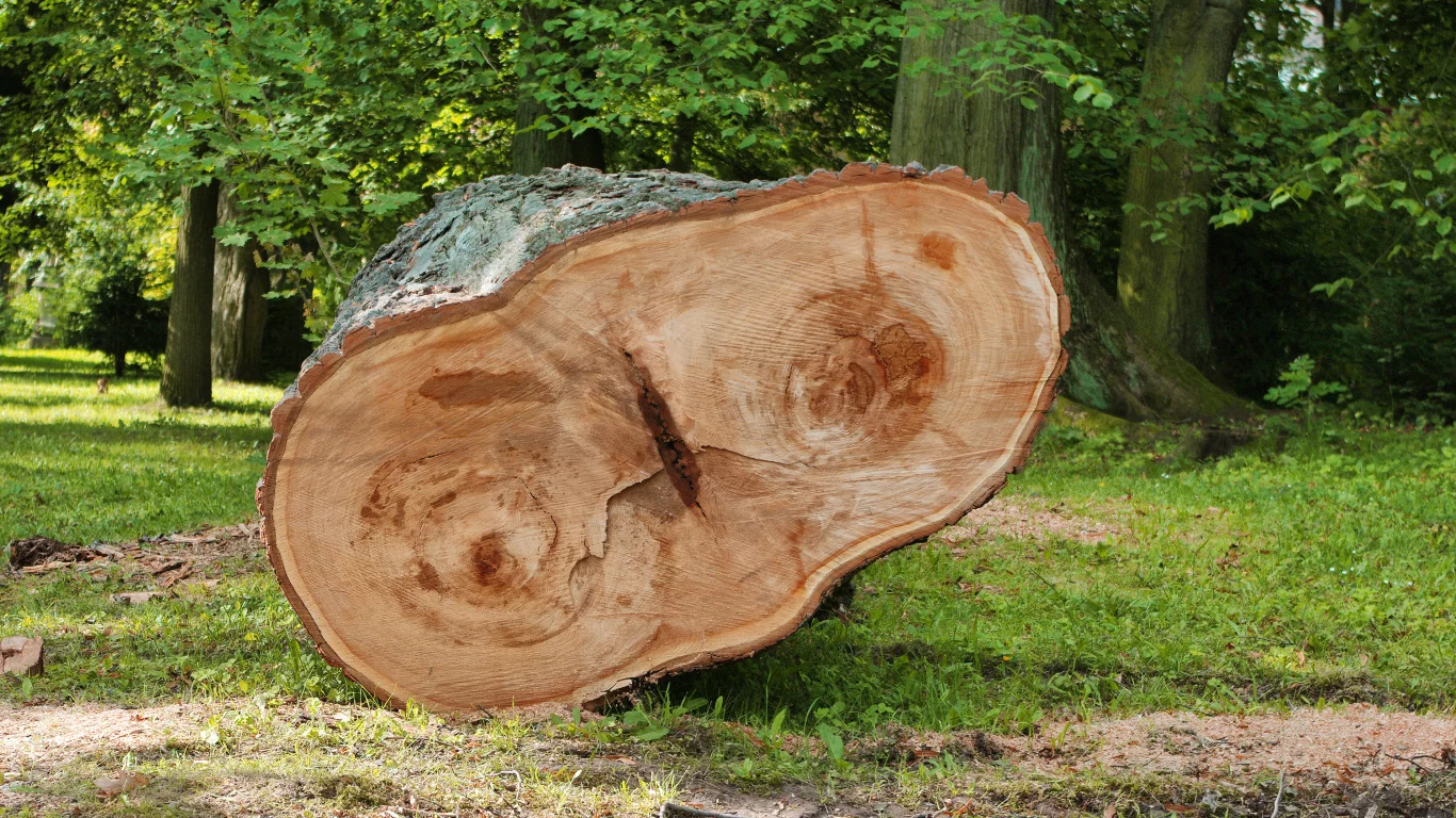 багажник, лес, дерево